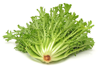 Sonchus on White Background