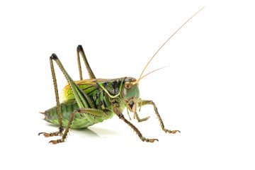 Fototapeta premium Green grasshopper.