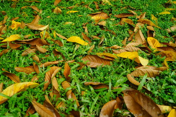 Fallen leaves on the lawn