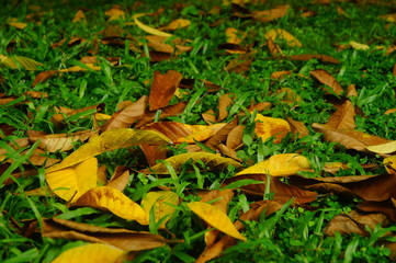 Fallen leaves on the lawn