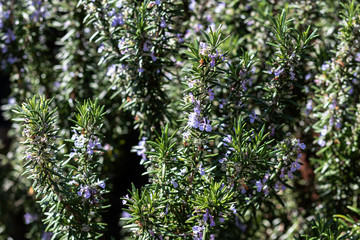 roesmary tree in the garden