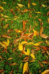 Fallen leaves on the lawn