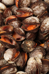Fresh raw sea cockles clams