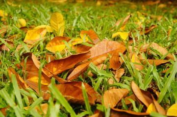 Fallen leaves on the lawn