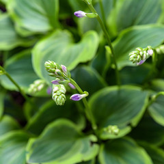 Obraz premium flowers in bloom