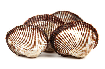 Fresh raw sea cockles clams