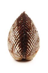 Fresh raw sea cockles clams