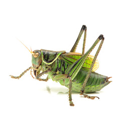 Green grasshopper.