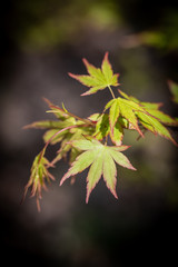 green leaves with burgundy edges on japanese maple tree