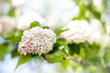 white and pink blossoms on tree branch