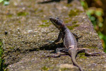 lizard on rock