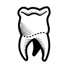 tooth human isolated icon vector illustration