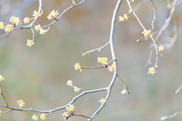 Closeup of sakura, cherry blossom tree buds on branches in spring, springtime, blossoming, flowers, green grass, lawn in background