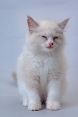 Fototapeta premium 眠そうなチンチラの子猫
