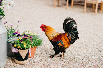 cock smelling flowers