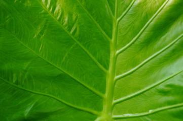 Leaves of arum green plant