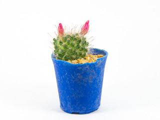Cactus (Mammillaria bocasana) in a blue pot White background
