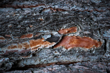 texture of bark of tree