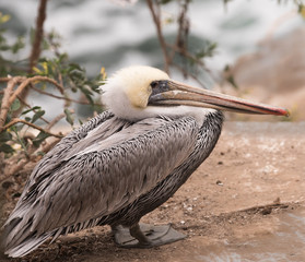 Brown Pelican Perched 