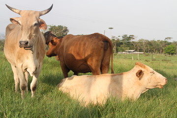 Cows