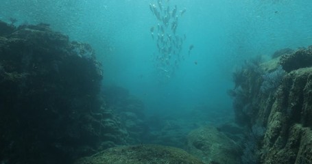 Yellow snapper (Lutjanus argentiventris), hunting sardines, reefs of Sea of Cortez, Pacific ocean. Espiritu santi island, Baja California Sur, Mexico. 