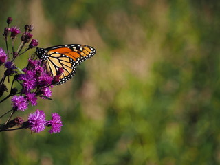 monarch butterfly