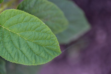 green leaf