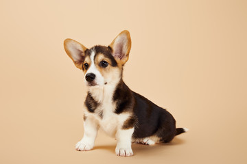 cute welsh corgi puppy on beige background