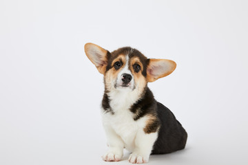 cute welsh corgi puppy on white background