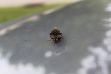 Cicada