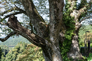 白山市　まがっとの欅