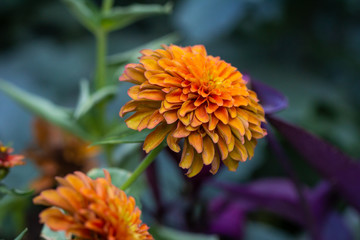 orange flower in the garden