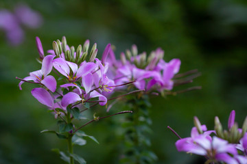 Tall purple flowers