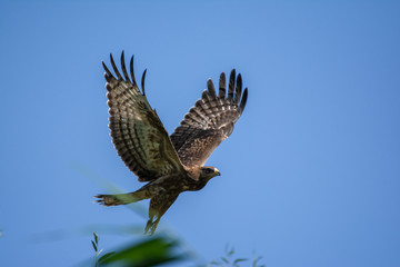 Eagle flying in the Danube Delta