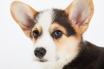 close up view of cute welsh corgi puppy isolated on white