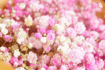 Close-up of dried flowers