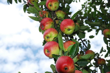 apples on a branch
