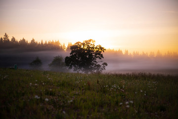 Tree in mist