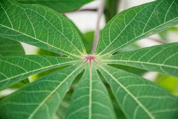 close-up cassava leaf