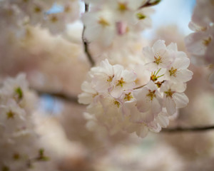 cherry blossom