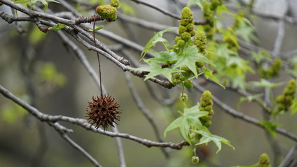 Round, Spiky and Hanging Solo