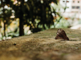 Leaf is on the ground