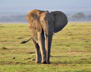 African elephant walking across grassland
