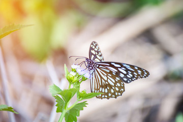 Butterfly on praxelis flower, with flare lignt