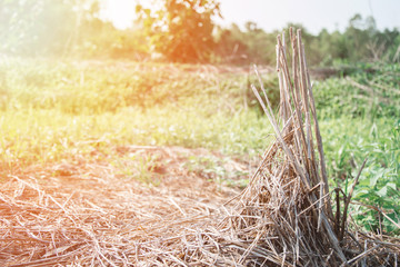 old Rice stubble in the field and Green plants at Behind, sunset