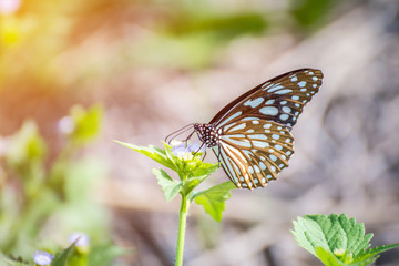 Butterfly on praxelis flower, with flare lignt