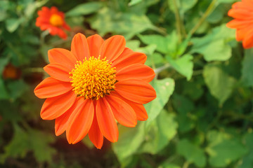 orange flower in the garden