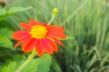 red flower