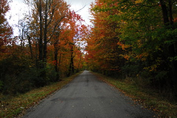 road in forest