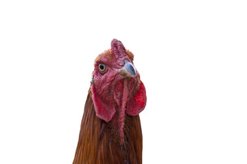 gamecock head is staring on white background.